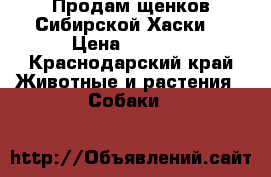 Продам щенков Сибирской Хаски  › Цена ­ 5 000 - Краснодарский край Животные и растения » Собаки   